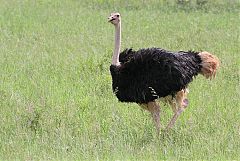 Common Ostrich